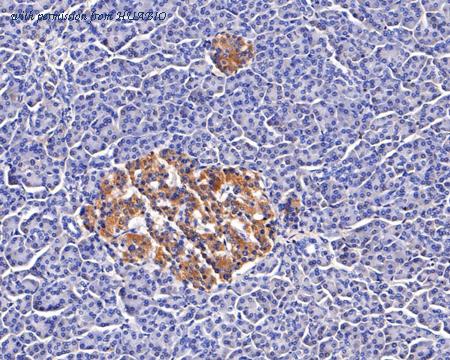 HUABIO HA500259 image 3