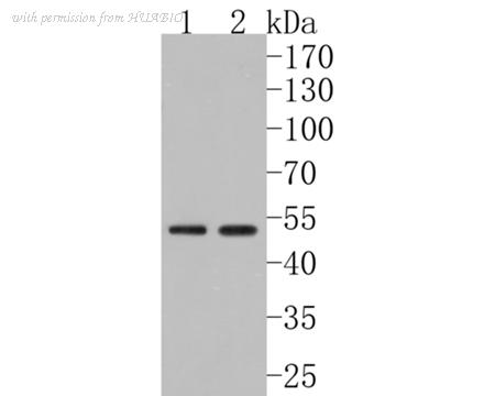 HUABIO HA500261 image 1