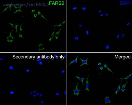 HUABIO HA500261 image 2