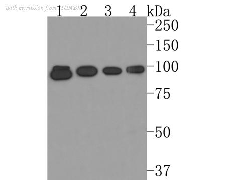 HUABIO HA500264 image 1