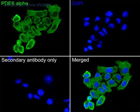 HUABIO HA500264 image 2