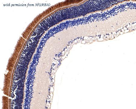 HUABIO HA500264 image 3