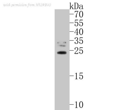 HUABIO HA500265 image 1
