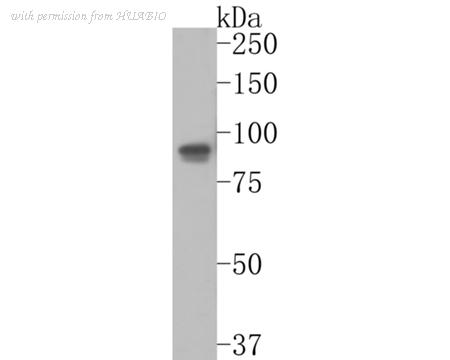 HUABIO HA500266 image 1