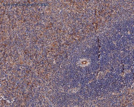 HUABIO HA500266 image 2