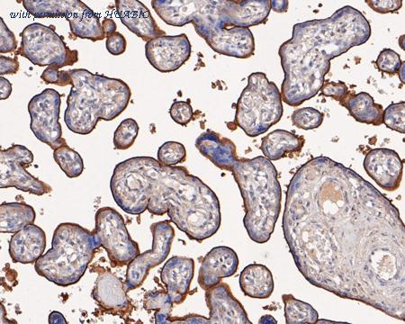 HUABIO HA500266 image 3