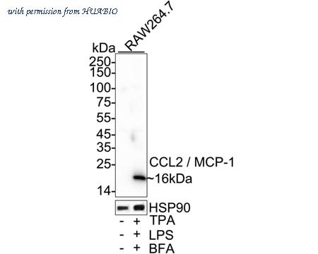 HUABIO HA500267 image 1