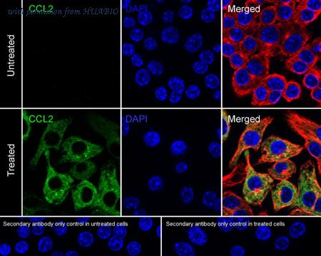 HUABIO HA500267 image 2