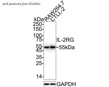 HUABIO HA500269 image 1