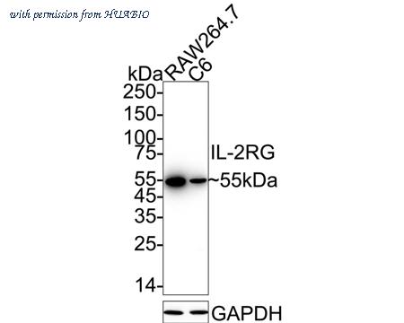 HUABIO HA500269 image 2