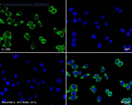 HUABIO HA500269 image 3