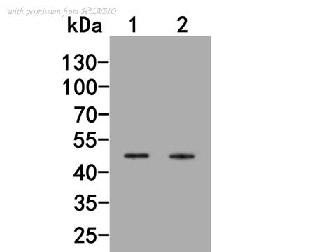 HUABIO HA500272 image 1