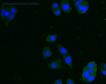 HUABIO HA500272 image 3