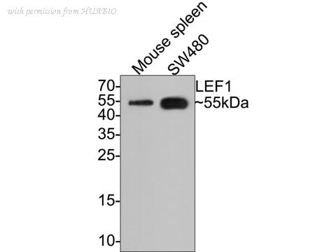 HUABIO HA500273 image 1