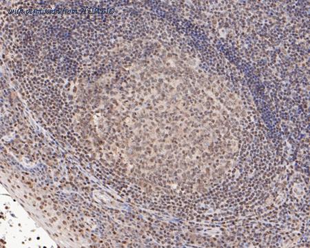 HUABIO HA500273 image 2