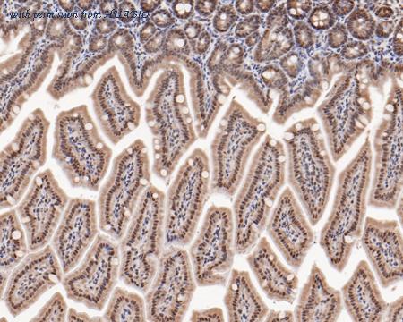 HUABIO HA500273 image 3