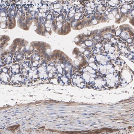 HUABIO HA500274 image 2