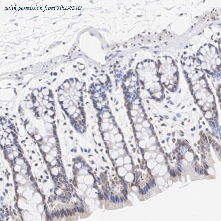 HUABIO HA500274 image 3