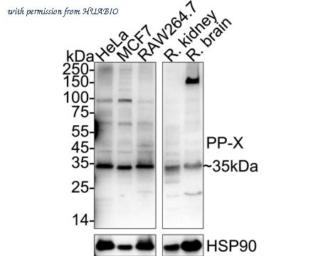 HUABIO HA500276 image 1