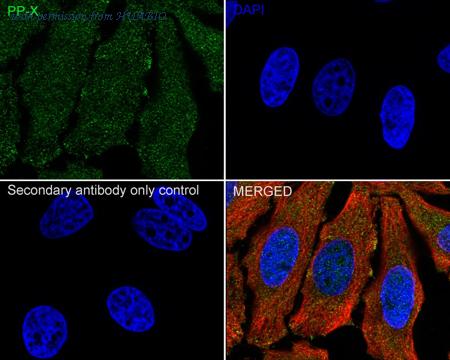 HUABIO HA500276 image 2