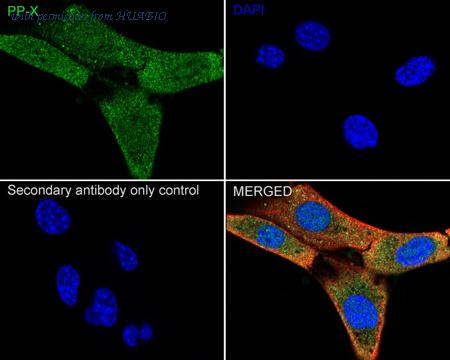 HUABIO HA500276 image 3