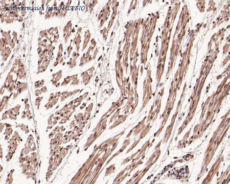 HUABIO HA500277 image 3