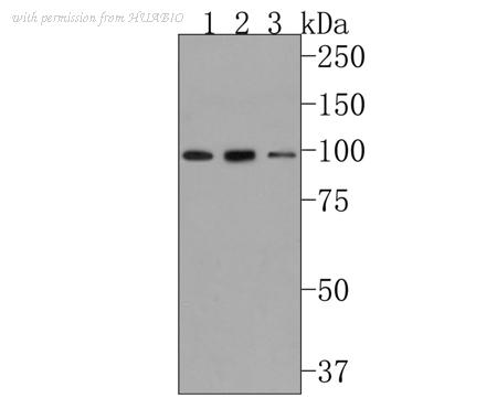 HUABIO HA500282 image 1