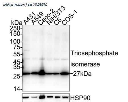 HUABIO HA500283 image 1