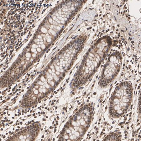 HUABIO HA500283 image 3