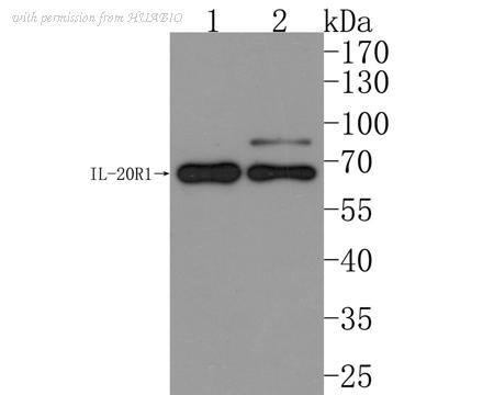 HUABIO HA500286 image 1