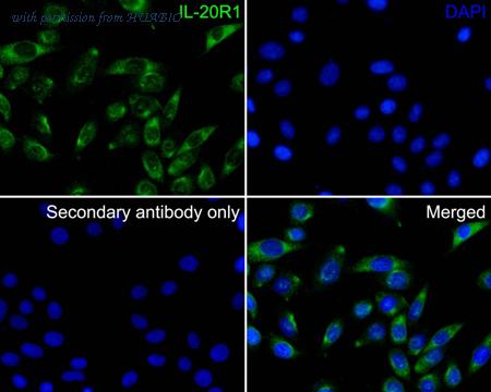 HUABIO HA500286 image 2