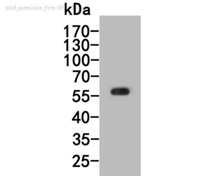HUABIO HA500287 image 1