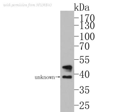 HUABIO HA500288 image 1