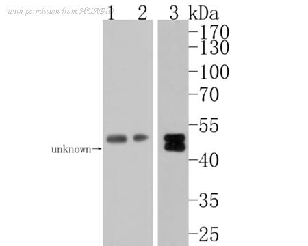 HUABIO HA500288 image 2