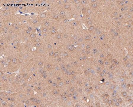 HUABIO HA500289 image 2