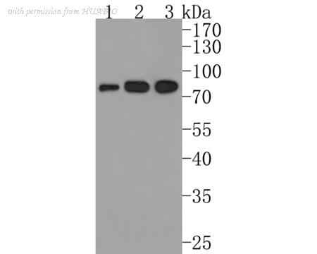 HUABIO HA500290 image 1