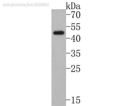 HUABIO HA500291 image 1