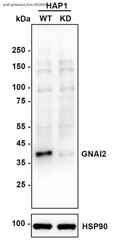 HUABIO HA500293 image 1