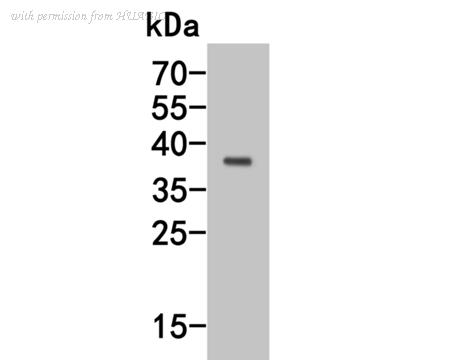HUABIO HA500293 image 2