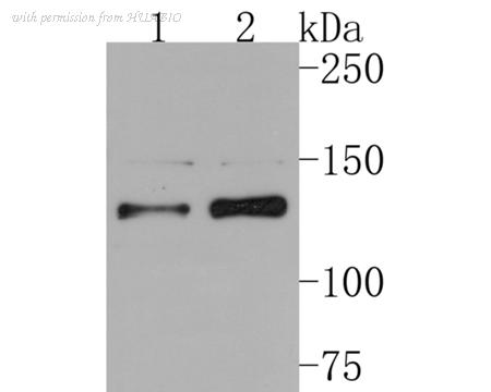 HUABIO HA500296 image 1