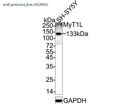 HUABIO HA500297 image 1