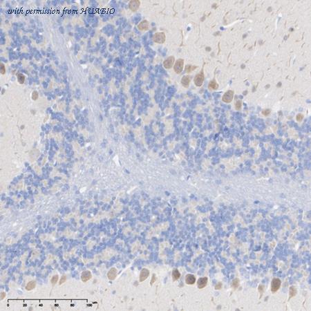 HUABIO HA500297 image 2