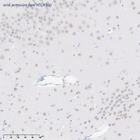 HUABIO HA500297 image 3