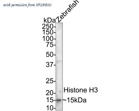 HUABIO HA500298 image 1