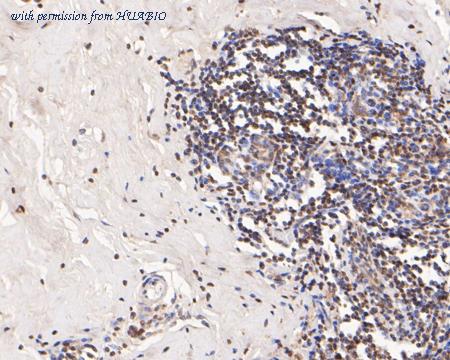 HUABIO HA500298 image 2