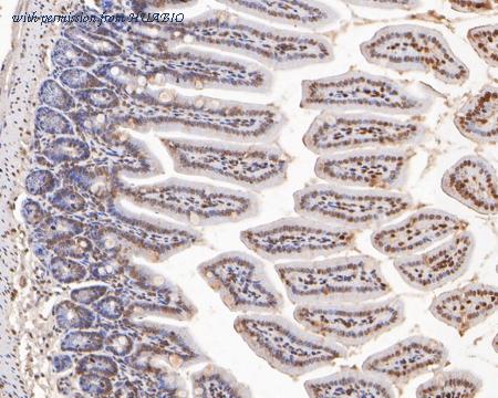 HUABIO HA500298 image 3