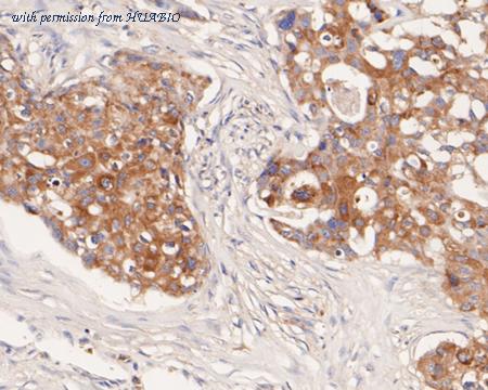 HUABIO HA500304 image 3