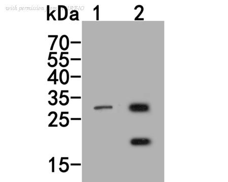HUABIO HA500305 image 2