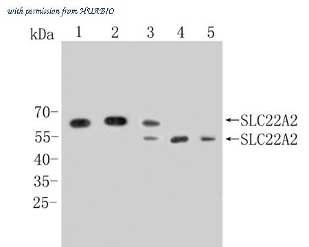 HUABIO HA500306 image 1