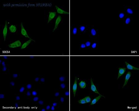 HUABIO HA500307 image 2